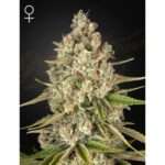 green house seeds lost pearl 5 stk feminisiert