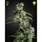 green house seeds mango haze 5 stk feminisiert