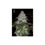 green house seeds milky dreams 5 stk feminisiert