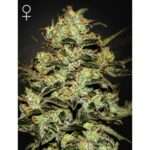 green house seeds moby dick 5 stk feminisiert