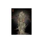 green house seeds money maker 5 stk feminisiert