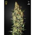 green house seeds nevilles haze 5 stk feminisiert