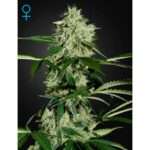 green house seeds northern lights auto 5 stk feminisiert
