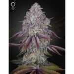 green house seeds persian pie 5 stk feminisiert