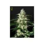 green house seeds skunk auto 5 stk feminisiert