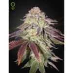 green house seeds sugarlato auto 5 stk feminisiert