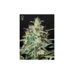 green house seeds white lemon 5 stk feminisiert