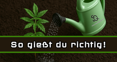 richtig gießen