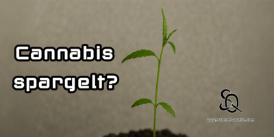cannabis spargelt