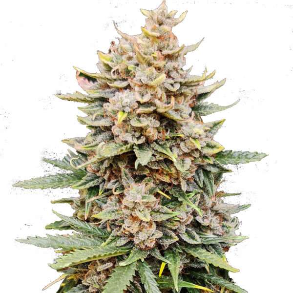 Auto Orange Zkittles