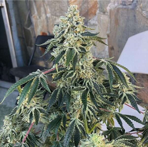 Berry2