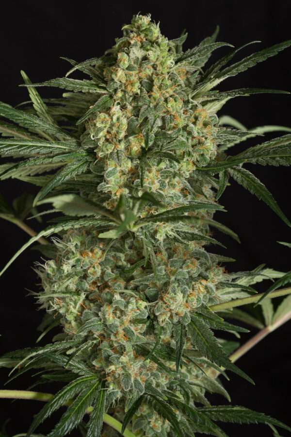 Dinafem critical 2.0 01 gallery full