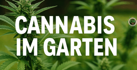 cannabis im garten