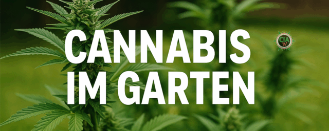 cannabis im garten