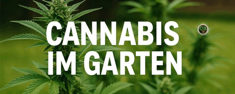 Cannabis im Garten anbauen Komplette, ausführliche Anleitung