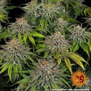 critical kush 7 405386