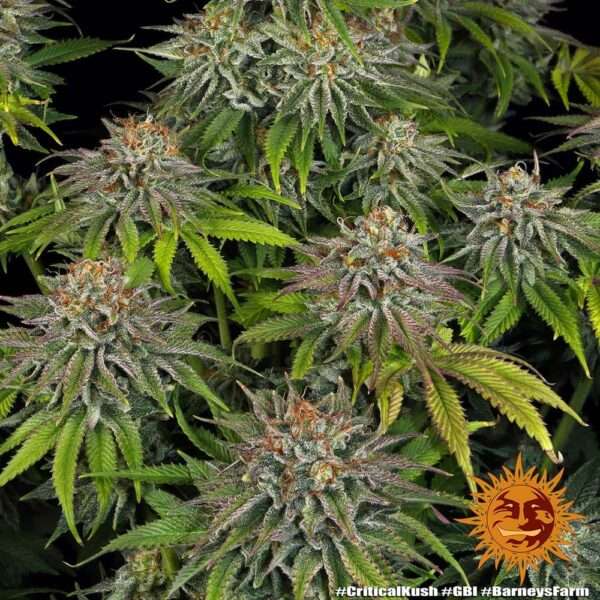 critical kush 7 405386