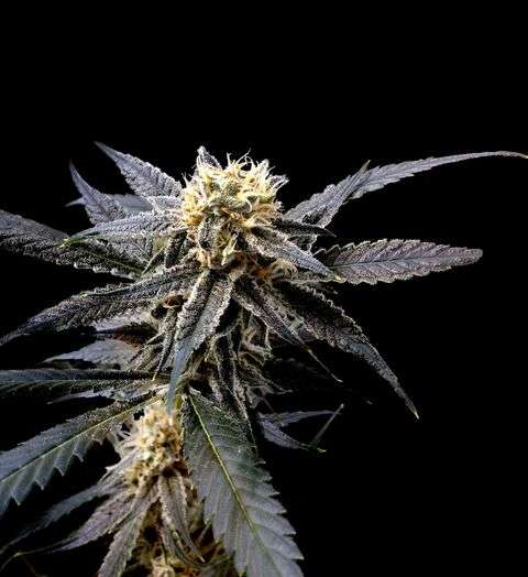strawberry banana