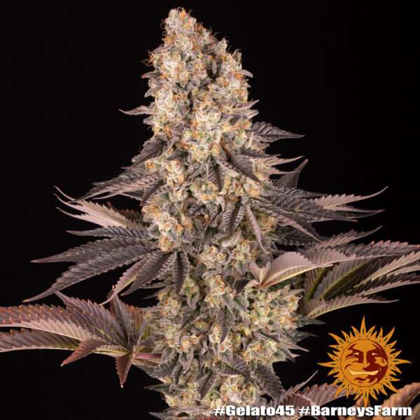 gelato 45 1 641878