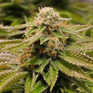 gorilla breath