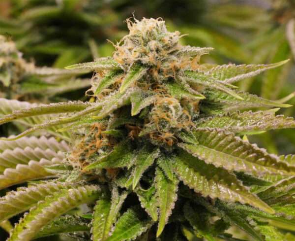 gorilla breath