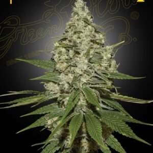 green house seeds super lemon haze fem 5er