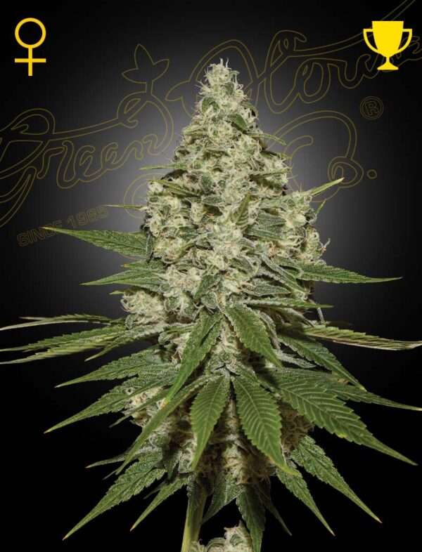 green house seeds super lemon haze fem 5er