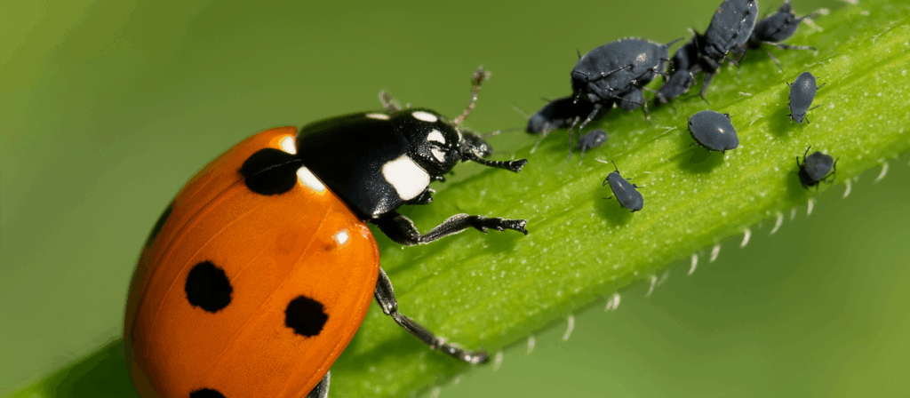 Natürlicher Pflanzenschutz im Garten – So einfach machst du deinen Garten gesund, nachhaltig und chemiefrei 2 marienkaefer