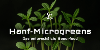 hanf Microgreens