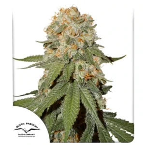 orange bud