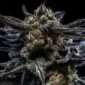 ripper zombie kush hanfsamen
