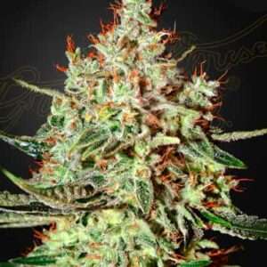 trainwreck green house seeds hanfsamen beuh hierba