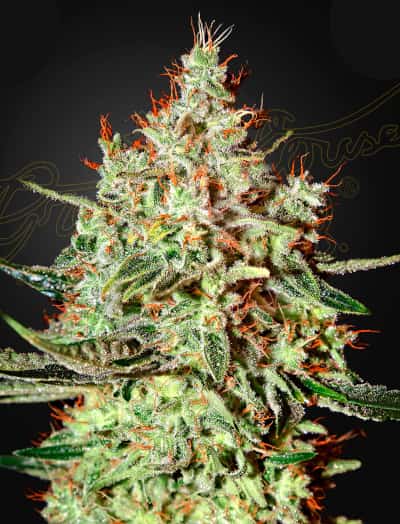 trainwreck green house seeds hanfsamen beuh hierba