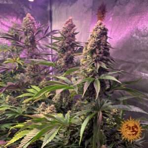 tropicanna banana 10 612191