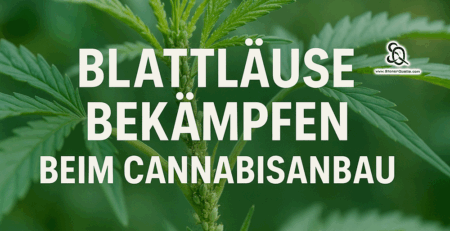 Blattläuse bekämpfen