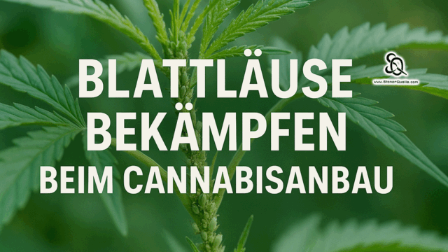 Blattläuse bekämpfen