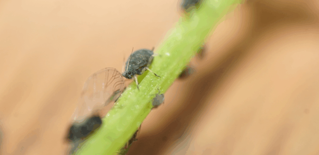 Blattläuse bekämpfen beim Cannabisanbau. Jetzt erkennen und vorbeugen 31 image 4