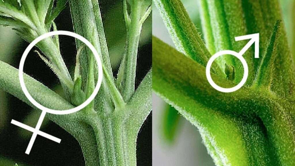 männliche cannabispflanzen