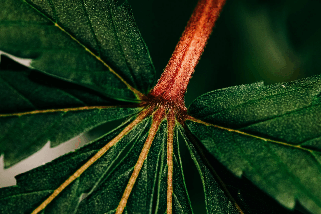 Phänotypen bei Cannabis – Eine ausführliche Erklärung 1 Phänotypen bei Cannabis
