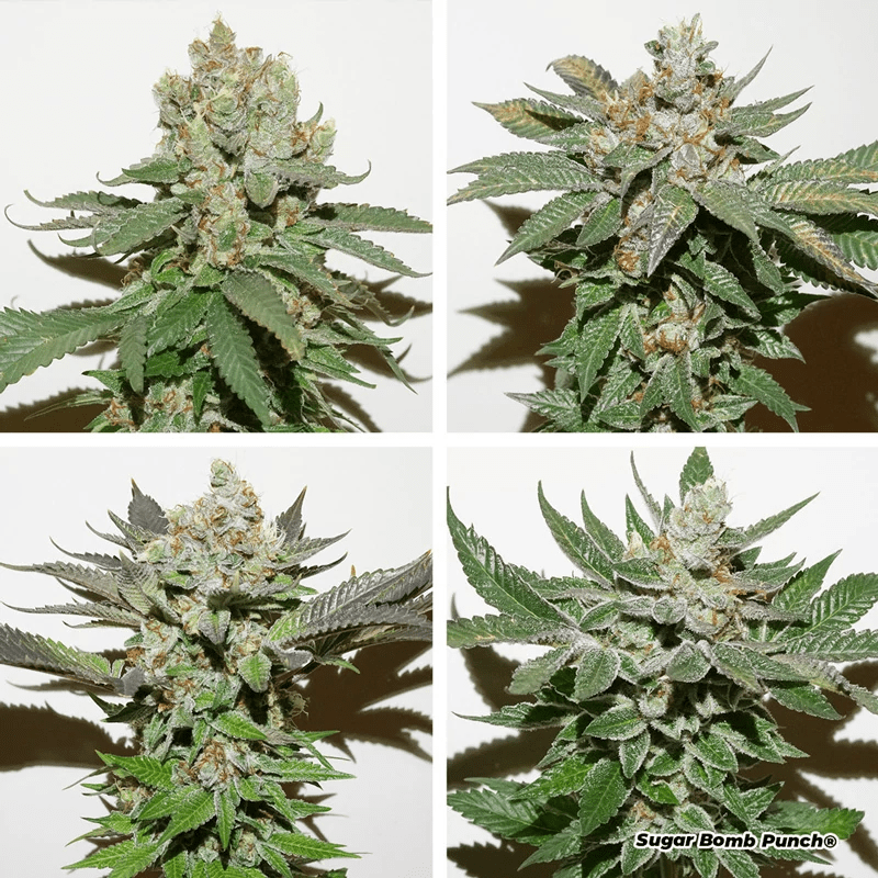 Phänotypen bei Cannabis – Eine ausführliche Erklärung 2 image 2