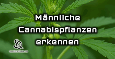 männliche cannabispflanzen