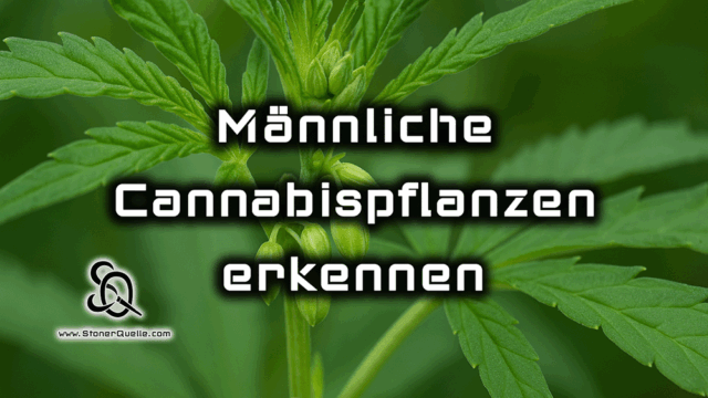 männliche cannabispflanzen