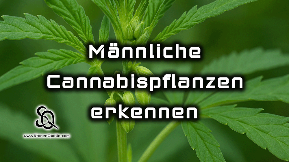 männliche cannabispflanzen
