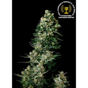 chocolute f2