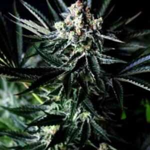 Amazing Auto