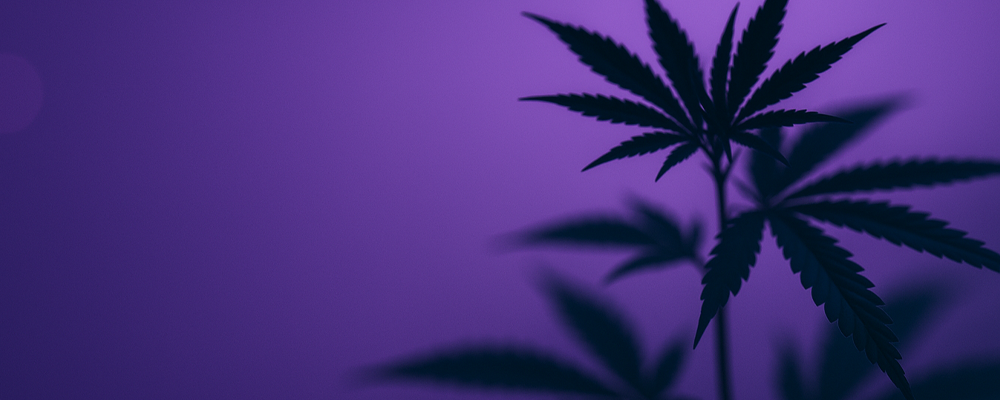 Der Vollständige Indoor Grow Guide für Einsteiger – Von der Saat bis zur Ernte 1 indoor grow guide 1