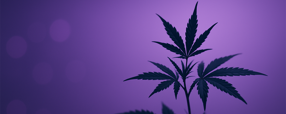 Der Vollständige Indoor Grow Guide für Einsteiger – Von der Saat bis zur Ernte 66 indoor grow guide 2