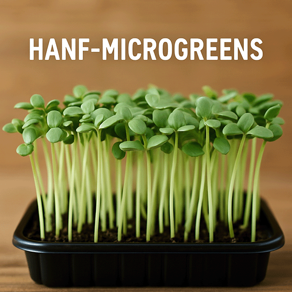 Hanf Microgreens: Der komplette Guide für Anbau, Nährwerte & Küche 1 microgreens