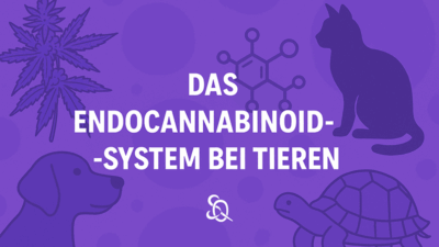 endocannabinoid-system bei tieren