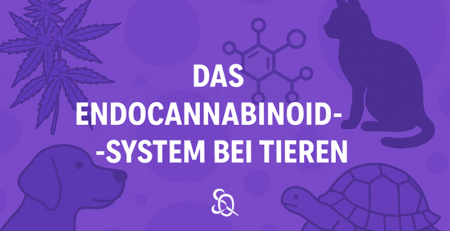 endocannabinoid-system bei tieren